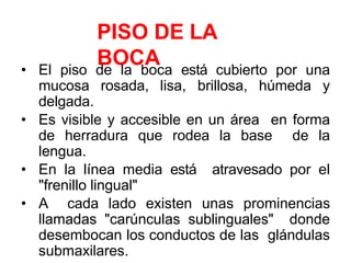 PISO DE LA
BOCA
• El piso de la boca está cubierto por una
mucosa rosada, lisa, brillosa, húmeda y
delgada.
• Es visible y accesible en un área en forma
de herradura que rodea la base de la
lengua.
• En la línea media está atravesado por el
"frenillo lingual"
• A cada lado existen unas prominencias
llamadas "carúnculas sublinguales" donde
desembocan los conductos de las glándulas
submaxilares.
 