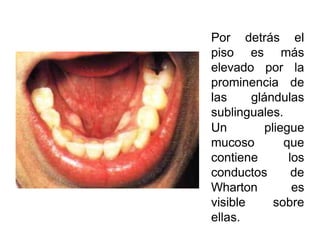 Por detrás el
piso es más
elevado por la
prominencia de
las glándulas
sublinguales.
Un pliegue
mucoso que
contiene los
conductos de
Wharton es
visible sobre
ellas.
 