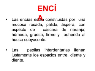 ENCÍ
A
• Las encías están constituidas por una
mucosa rosada, pálida, áspera, con
aspecto de cáscara de naranja,
húmeda, gruesa, firme y adherida al
hueso subyacente.
• Las papilas interdentarias llenan
justamente los espacios entre diente y
diente.
 