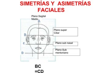 SIMETRÍAS Y ASIMETRÍAS
FACIALES
Plano Sagital
Medio
Plano super
Ciliar
Plano sub nasal
Plano Sub
mentoniano
BC
=CD
 