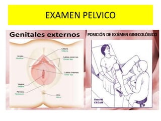 EXAMEN PELVICO
 