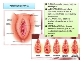 INSPECCIÓN DINÁMICA
 CLITORIS:no debe exceder los 2 cm
de longitud
 LABIOS MENORES: cerrados o
separados, superficie seca o
humeda, simetricos, tejido suave y
homogeneo
 MEATO URETRAL: abertura
hendida e irregular, en la linea
media
 ABERTURA VAGINAL: delgada
hendidura vertical o gran orificio
con bordes irregulares, tejido
humedo.
 HIMEN
 