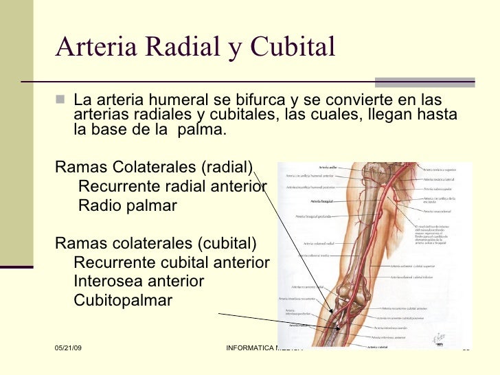 Miembro superior anatomia