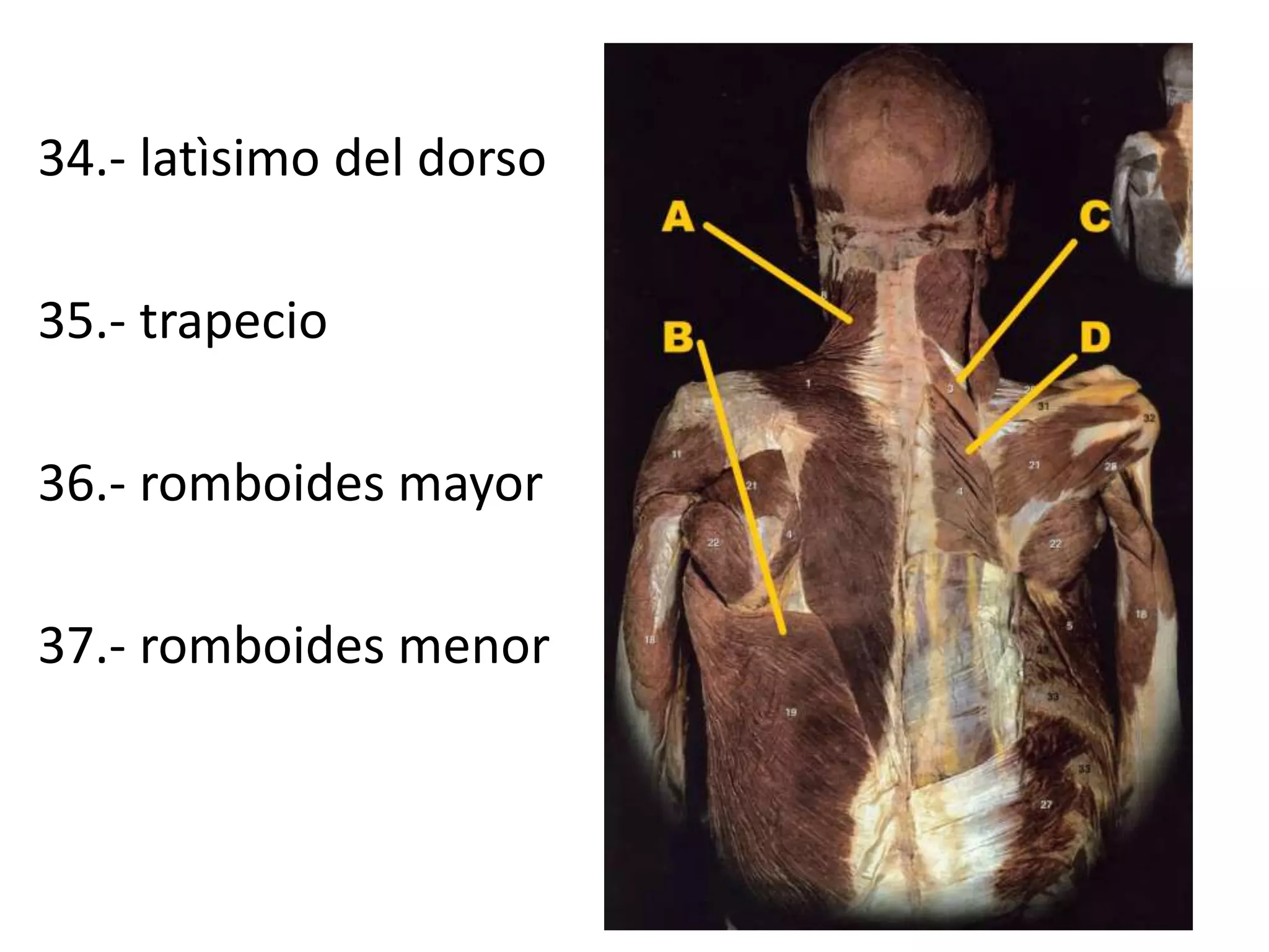 34.- latìsimo del dorso
35.- trapecio
36.- romboides mayor
37.- romboides menor
 