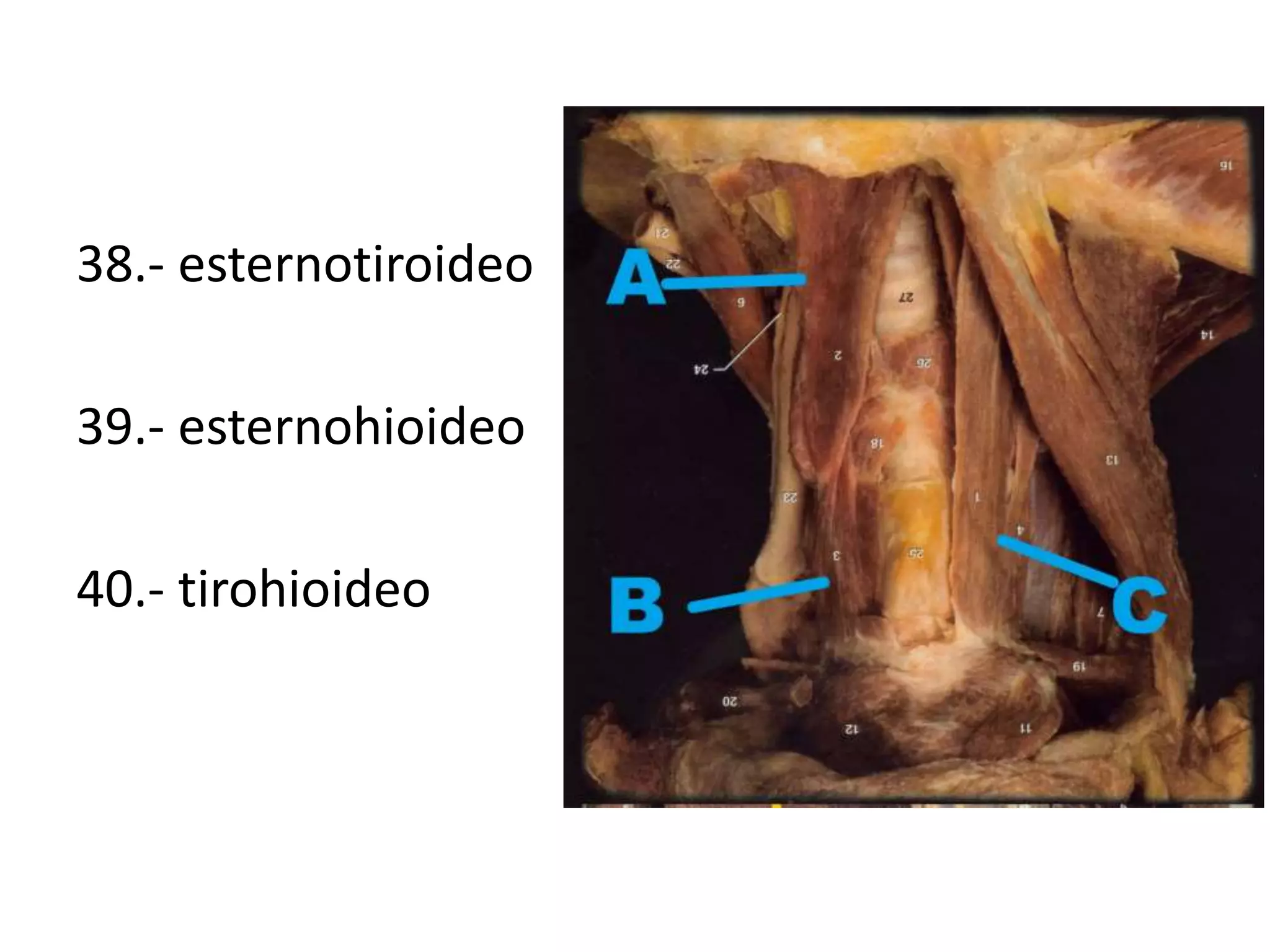 38.- esternotiroideo
39.- esternohioideo
40.- tirohioideo
 