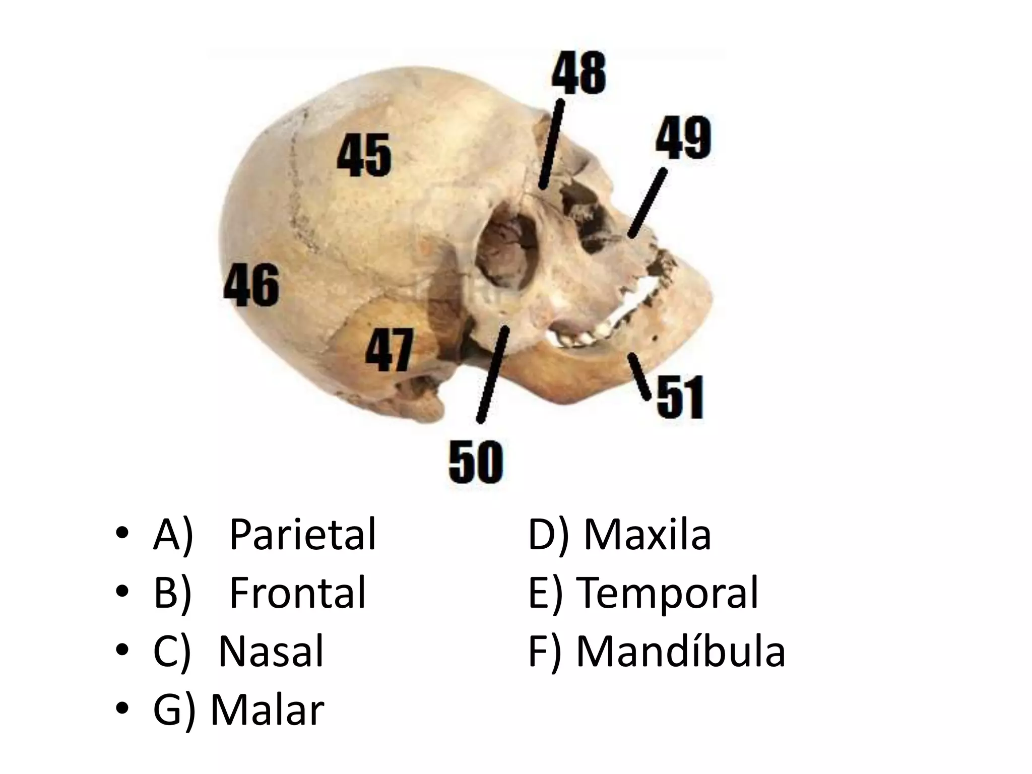• A) Parietal D) Maxila
• B) Frontal E) Temporal
• C) Nasal F) Mandíbula
• G) Malar
 