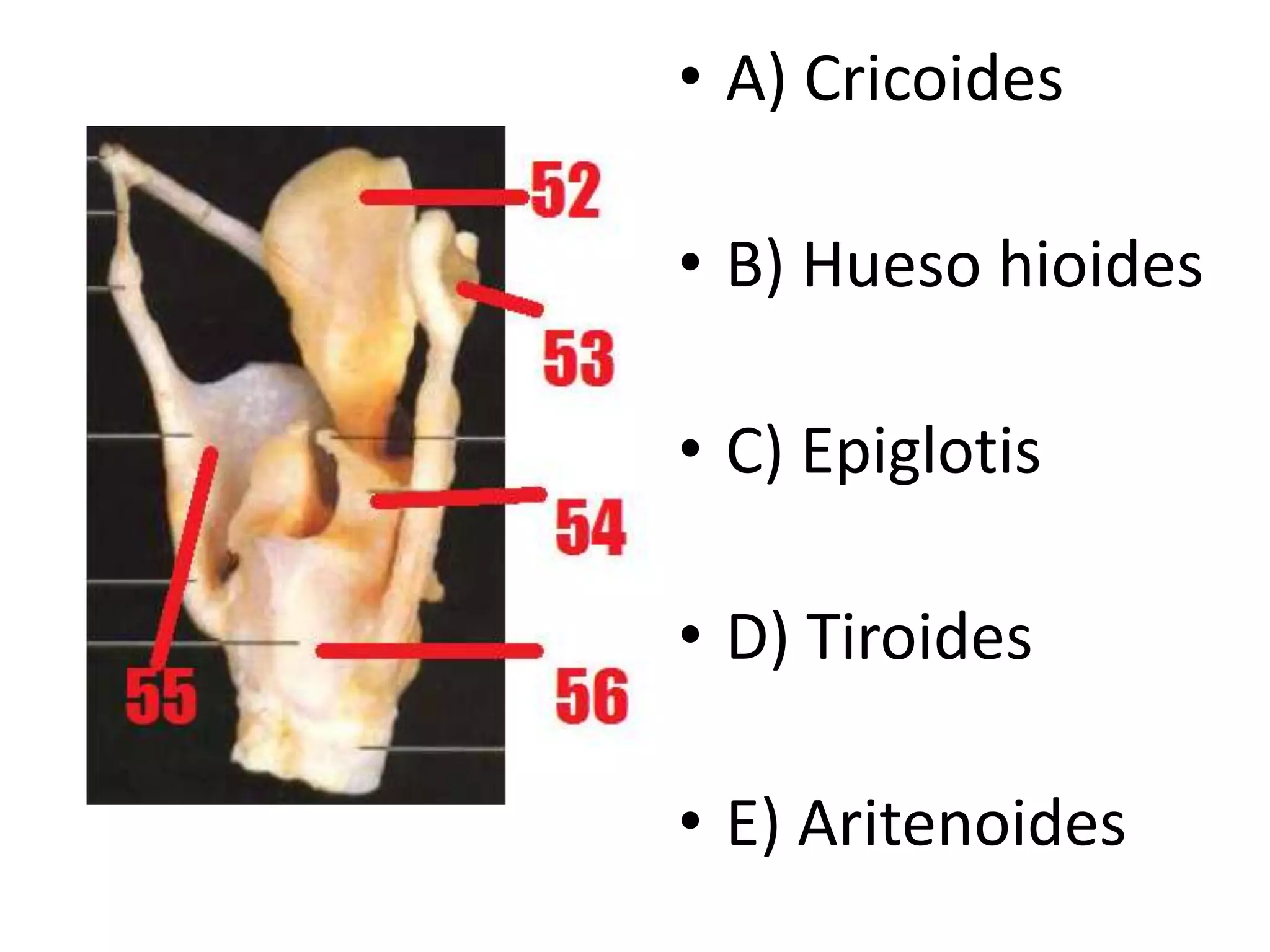 • A) Cricoides
• B) Hueso hioides
• C) Epiglotis
• D) Tiroides
• E) Aritenoides
 