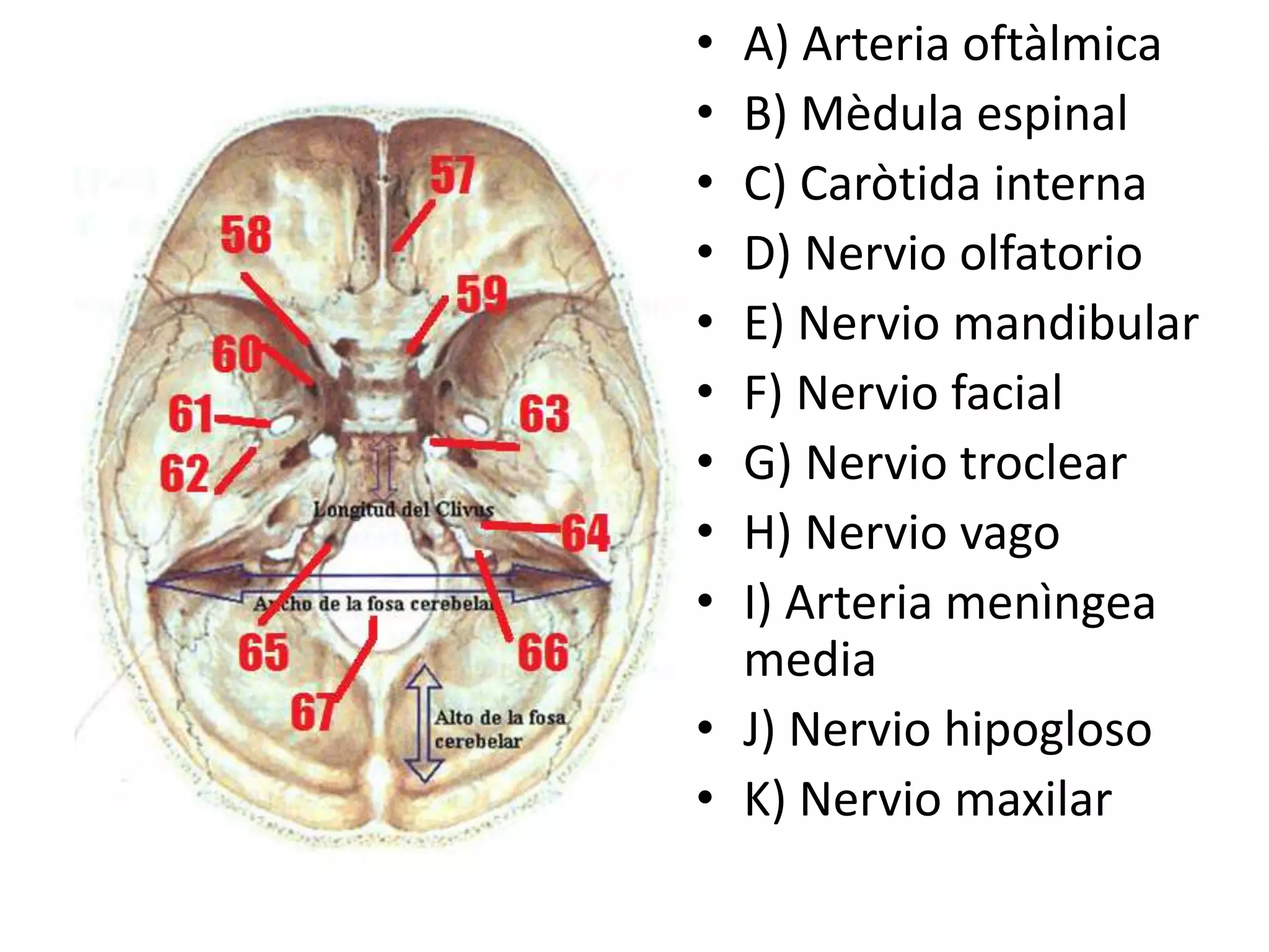 • A) Arteria oftàlmica
• B) Mèdula espinal
• C) Caròtida interna
• D) Nervio olfatorio
• E) Nervio mandibular
• F) Nervio facial
• G) Nervio troclear
• H) Nervio vago
• I) Arteria menìngea
media
• J) Nervio hipogloso
• K) Nervio maxilar
 