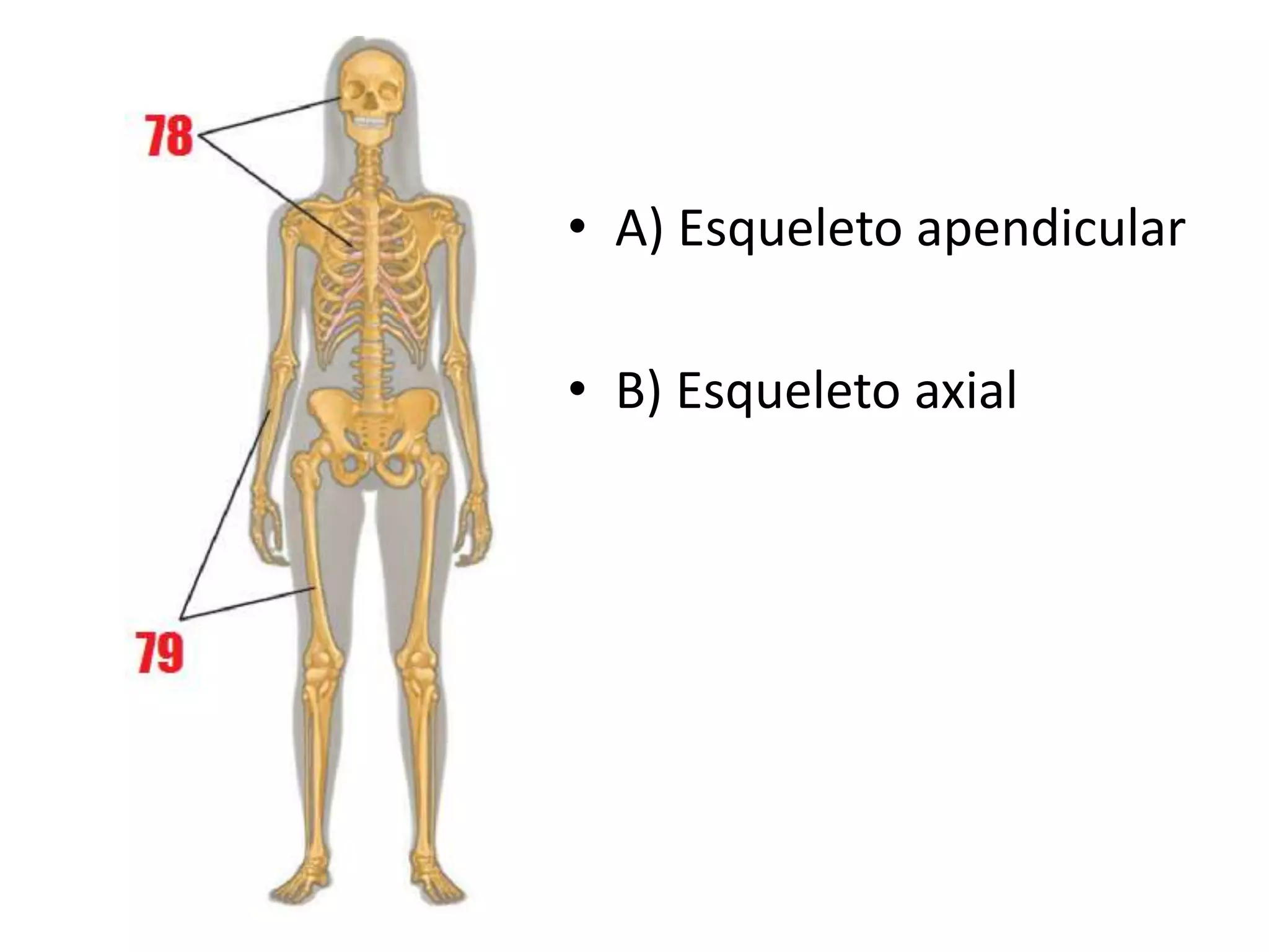 • A) Esqueleto apendicular
• B) Esqueleto axial
 