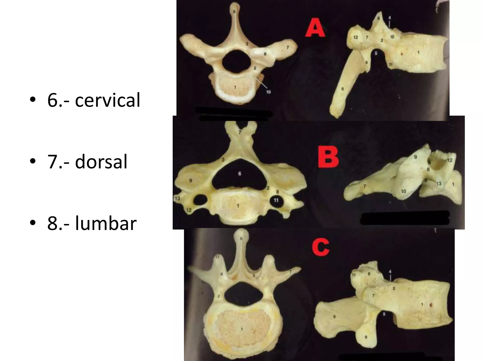 • 6.- cervical
• 7.- dorsal
• 8.- lumbar
 