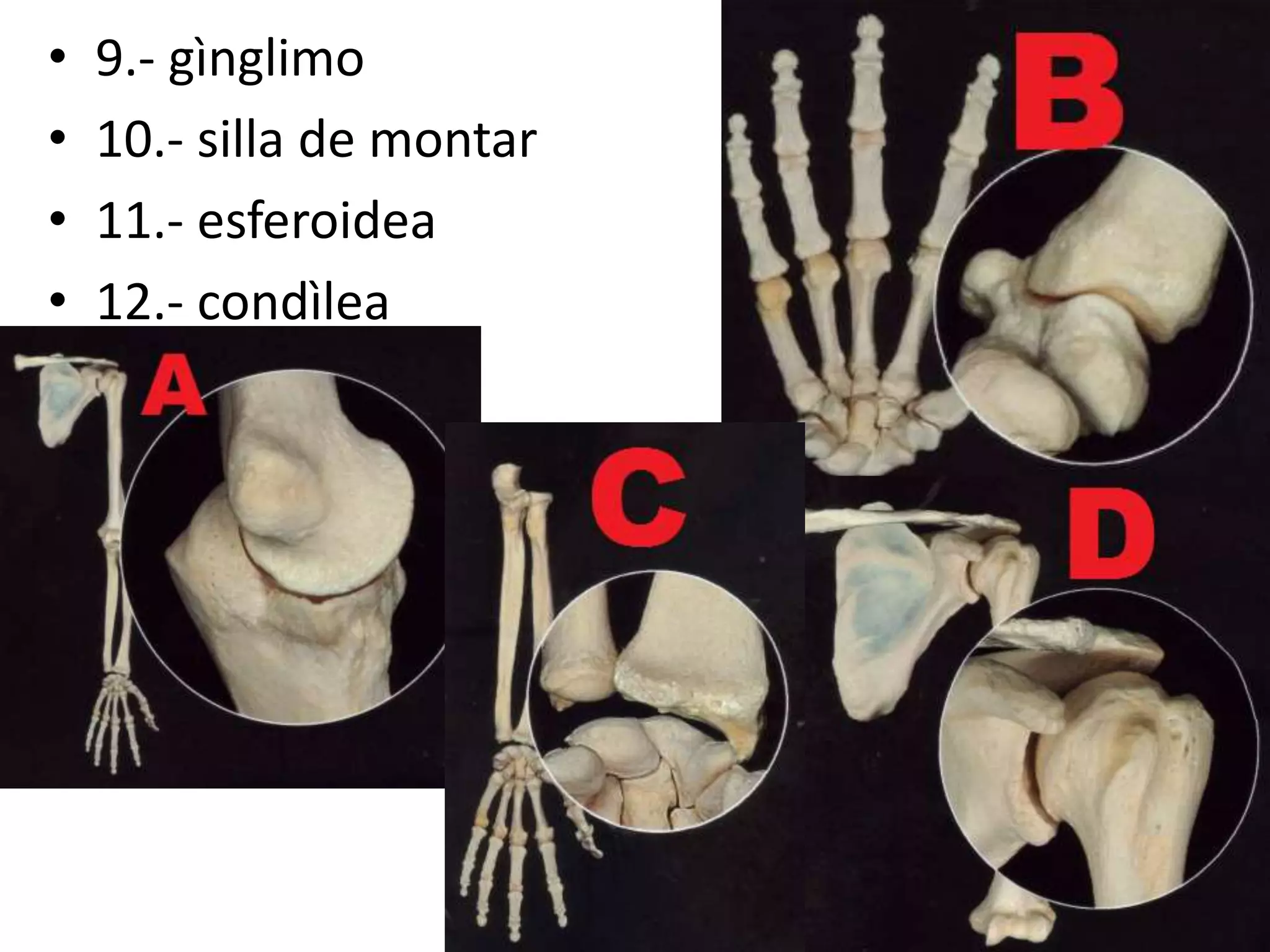 • 9.- gìnglimo
• 10.- silla de montar
• 11.- esferoidea
• 12.- condìlea
 
