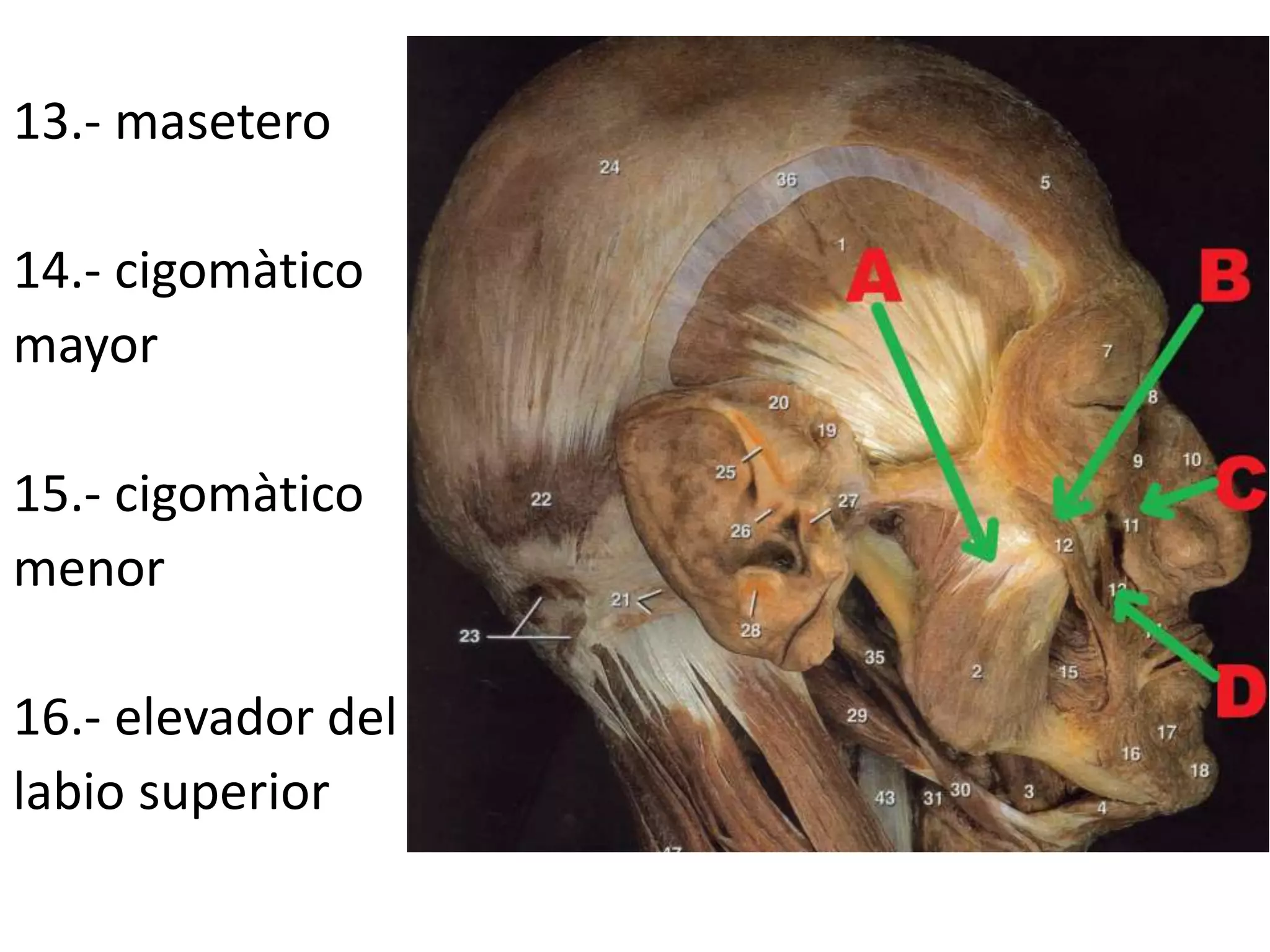 13.- masetero
14.- cigomàtico
mayor
15.- cigomàtico
menor
16.- elevador del
labio superior
 