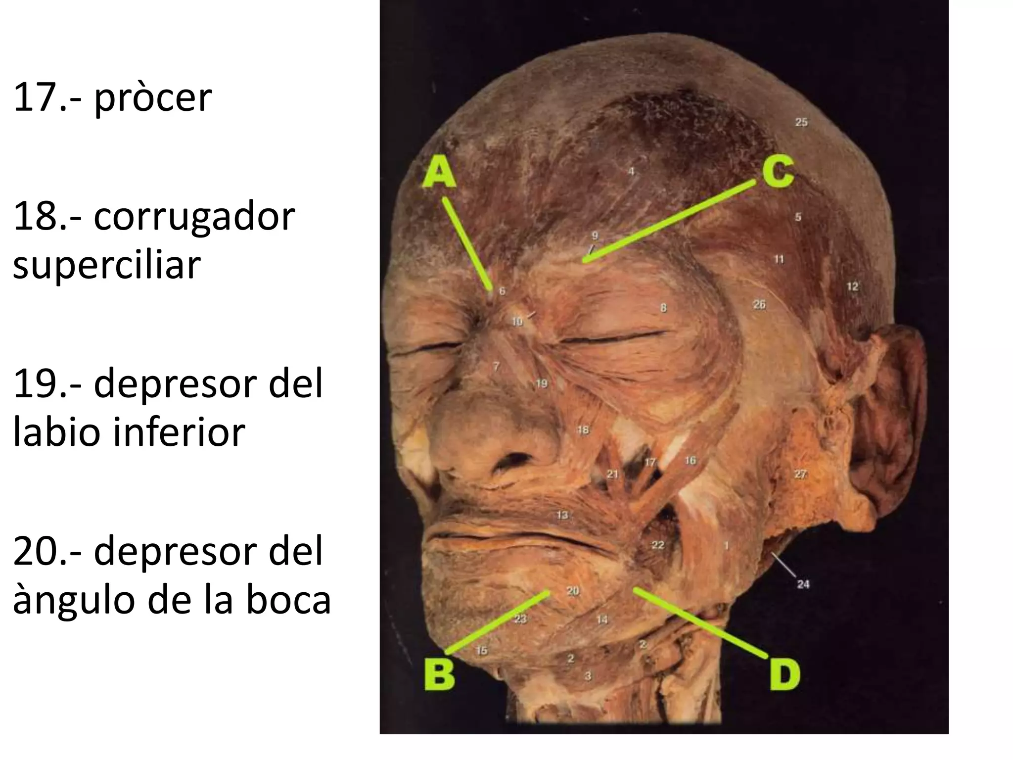 17.- pròcer
18.- corrugador
superciliar
19.- depresor del
labio inferior
20.- depresor del
àngulo de la boca
 
