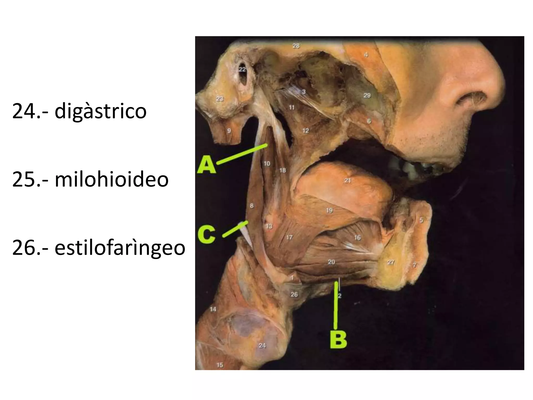 24.- digàstrico
25.- milohioideo
26.- estilofarìngeo
 