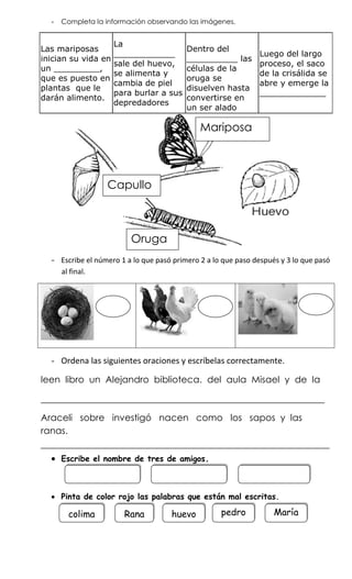 -   Completa la información observando las imágenes.


                     La
Las mariposas                             Dentro del
                     ____________                               Luego del largo
inician su vida en                        __________ las
                     sale del huevo,                            proceso, el saco
un _________,                             células de la
                     se alimenta y                              de la crisálida se
que es puesto en                          oruga se
                     cambia de piel                             abre y emerge la
plantas que le                            disuelven hasta
                     para burlar a sus                          _____________
darán alimento.                           convertirse en
                     depredadores
                                          un ser alado

                                              Mariposa



                  Capullo



                         Oruga
  - Escribe el número 1 a lo que pasó primero 2 a lo que paso después y 3 lo que pasó
    al final.




  - Ordena las siguientes oraciones y escríbelas correctamente.

leen libro un Alejandro biblioteca. del aula Misael y de la

__________________________________________________________
Araceli sobre investigó nacen como los sapos y las
ranas.
___________________________________________________________
   Escribe el nombre de tres de amigos.



   Pinta de color rojo las palabras que están mal escritas.

       colima          Rana          huevo          pedro           María
 