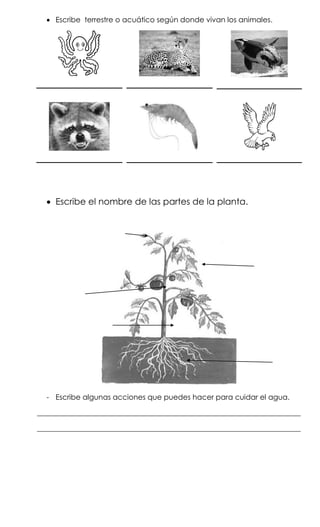  Escribe terrestre o acuático según donde vivan los animales.




   Escribe el nombre de las partes de la planta.




  - Escribe algunas acciones que puedes hacer para cuidar el agua.

________________________________________________________________________

________________________________________________________________________
 