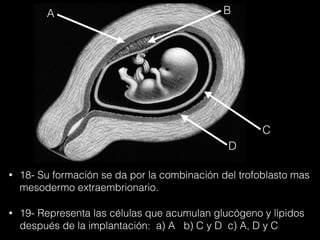 • 18- Su formación se da por la combinación del trofoblasto mas
mesodermo extraembrionario.
• 19- Representa las células que acumulan glucógeno y lípidos
después de la implantación: a) A b) C y D c) A, D y C
BA
C
D
 