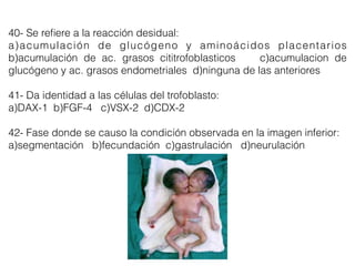 40- Se reﬁere a la reacción desidual:
a)acumulación de glucógeno y aminoácidos placentarios
b)acumulación de ac. grasos cititrofoblasticos c)acumulacion de
glucógeno y ac. grasos endometriales d)ninguna de las anteriores
41- Da identidad a las células del trofoblasto:
a)DAX-1 b)FGF-4 c)VSX-2 d)CDX-2
42- Fase donde se causo la condición observada en la imagen inferior:
a)segmentación b)fecundación c)gastrulación d)neurulación
 