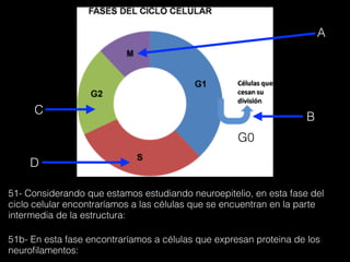 A
B
C
D
G0
51- Considerando que estamos estudiando neuroepitelio, en esta fase del
ciclo celular encontraríamos a las células que se encuentran en la parte
intermedia de la estructura:
51b- En esta fase encontraríamos a células que expresan proteina de los
neuroﬁlamentos:
 