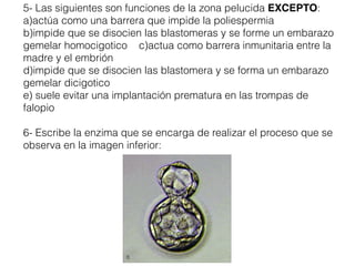 5- Las siguientes son funciones de la zona pelucida EXCEPTO:
a)actúa como una barrera que impide la poliespermia
b)impide que se disocien las blastomeras y se forme un embarazo
gemelar homocigotico c)actua como barrera inmunitaria entre la
madre y el embrión
d)impide que se disocien las blastomera y se forma un embarazo
gemelar dicigotico
e) suele evitar una implantación prematura en las trompas de
falopio
6- Escribe la enzima que se encarga de realizar el proceso que se
observa en la imagen inferior:
 