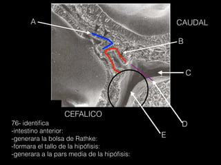cavidad del
intestino primitivo
membrana bucofaringea
A
B
C
D76- identiﬁca
-intestino anterior:
-generara la bolsa de Rathke:
-formara el tallo de la hipóﬁsis:
-generara a la pars media de la hipóﬁsis:
E
CEFALICO
CAUDAL
 