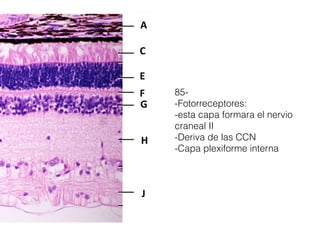 85-
-Fotorreceptores:
-esta capa formara el nervio
craneal II
-Deriva de las CCN
-Capa plexiforme interna
 
