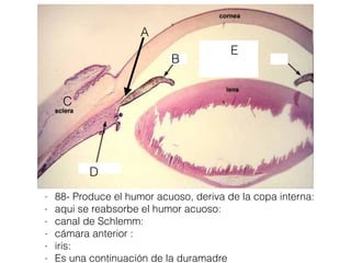 - 88- Produce el humor acuoso, deriva de la copa interna:
- aqui se reabsorbe el humor acuoso:
- canal de Schlemm:
- cámara anterior :
- iris:
- Es una continuación de la duramadre
B
D
E
C
A
 