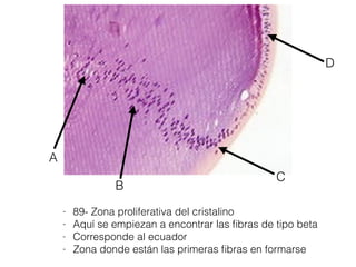 C
A
D
B
- 89- Zona proliferativa del cristalino
- Aquí se empiezan a encontrar las ﬁbras de tipo beta
- Corresponde al ecuador
- Zona donde están las primeras ﬁbras en formarse
 