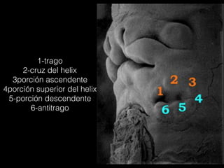 1-trago
2-cruz del helix
3porción ascendente
4porción superior del helix
5-porción descendente
6-antitrago
 