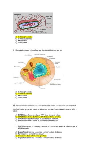 a) Células procariotas
b) Células eucariotas
c) Mitocondrias
d) Cloroplastos.
9. Observa la imagen y menciona que tipo de célula crees que es:
a) Células procariotas
b) Células eucariotas
c) Mitocondrias
d) Cloroplastos.
A.E. Describe la importancia, funciones y ubicación de los cromosomas, genes y ADN.
10 ¿Cuál de las siguientes frases es verdadera en relación con la estructura del ADN y
ARN?
a) El ADN tiene forma circular, el ARN tiene forma de hélice.
b) El ADN tiene forma de hélice, el ARN tiene forma circular.
c) El ADN tiene dos filamentos, el ARN tiene un filamento.
d) El ADN tiene forma plana, el ARN tiene forma circular.
11. El ADN almacena, conserva y transmite la información genética, mientras que el
ARN facilita la...
a) Especificación de una secuencia complementaria de bases.
b) Formación de la membrana celular.
c) Circulación de la información genética.
d) Especificación de una secuencia complementaria de bases.
 