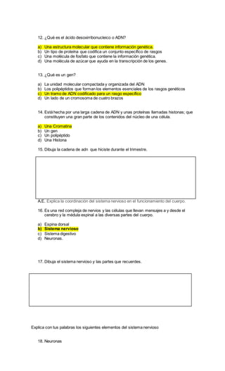 12. ¿Qué es el ácido desoxirribonucleico o ADN?
a) Una estructura molecular que contiene información genética.
b) Un tipo de proteína que codifica un conjunto específico de rasgos
c) Una molécula de fosfato que contiene la información genética.
d) Una molécula de azúcar que ayuda en la transcripción de los genes.
13. ¿Qué es un gen?
a) La unidad molecular compactada y organizada del ADN
b) Los polipéptidos que forman los elementos esenciales de los rasgos genéticos
c) Un tramo de ADN codificado para un rasgo específico
d) Un lado de un cromosoma de cuatro brazos
14. Está hecha por una larga cadena de ADN y unas proteínas llamadas histonas; que
constituyen una gran parte de los contenidos del núcleo de una célula.
a) Una Cromatina
b) Un gen
c) Un polipéptido
d) Una Histona
15. Dibuja la cadena de adn que hiciste durante el trimestre.
A.E. Explica la coordinación del sistema nervioso en el funcionamiento del cuerpo.
16. Es una red compleja de nervios y las células que llevan mensajes a y desde el
cerebro y la médula espinal a las diversas partes del cuerpo.
a) Espina dorsal
b) Sistema nervioso
c) Sistema digestivo
d) Neuronas.
17. Dibuja el sistema nervioso y las partes que recuerdes.
Explica con tus palabras los siguientes elementos del sistema nervioso
18. Neuronas
 