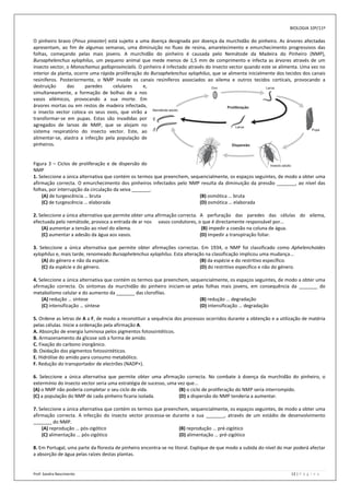BIOLOGIA 10º/11º

O pinheiro bravo (Pinus pinaster) está sujeito a uma doença designada por doença da murchidão do pinheiro. As árvores afectadas
apresentam, ao fim de algumas semanas, uma diminuição no fluxo de resina, amarelecimento e emurchecimento progressivos das
folhas, começando pelas mais jovens. A murchidão do pinheiro é causada pelo Nemátode da Madeira do Pinheiro (NMP),
Bursaphelenchus xylophilus, um pequeno animal que mede menos de 1,5 mm de comprimento e infecta as árvores através de um
insecto vector, o Monochamus galloprovincialis. O pinheiro é infectado através do insecto vector quando este se alimenta. Uma vez no
interior da planta, ocorre uma rápida proliferação do Bursaphelenchus xylophilus, que se alimenta inicialmente dos tecidos dos canais
resiníferos. Posteriormente, o NMP invade os canais resiníferos associados ao xilema e outros tecidos corticais, provocando a
destruição      das      paredes    celulares      e,
simultaneamente, a formação de bolhas de a nos
vasos xilémicos, provocando a sua morte. Em
árvores mortas ou em restos de madeira infectada,
o insecto vector coloca os seus ovos, que virão a
transformar-se em pupas. Estas são invadidas por
agregados de larvas de NMP, que se alojam no
sistema respiratório do insecto vector. Este, ao
alimentar-se, alastra a infecção pela população de
pinheiros.


Figura 3 – Ciclos de proliferação e de dispersão do
NMP
1. Seleccione a única alternativa que contém os termos que preenchem, sequencialmente, os espaços seguintes, de modo a obter uma
afirmação correcta. O emurchecimento dos pinheiros infectados pelo NMP resulta da diminuição da pressão _______, ao nível das
folhas, por interrupção da circulação da seiva _______.
    (A) de turgescência … bruta                                           (B) osmótica … bruta
    (C) de turgescência … elaborada                                       (D) osmótica … elaborada

2. Seleccione a única alternativa que permite obter uma afirmação correcta. A perfuração das paredes das células do xilema,
efectuada pelo nemátode, provoca a entrada de ar nos vasos condutores, o que é directamente responsável por…
    (A) aumentar a tensão ao nível do xilema.                                (B) impedir a coesão na coluna de água.
    (C) aumentar a adesão da água aos vasos.                                (D) impedir a transpiração foliar.

3. Seleccione a única alternativa que permite obter afirmações correctas. Em 1934, o NMP foi classificado como Aphelenchoides
xylophilus e, mais tarde, renomeado Bursaphelenchus xylophilus. Esta alteração na classificação implicou uma mudança...
    (A) do género e não da espécie.                                         (B) da espécie e do restritivo específico.
    (C) da espécie e do género.                                             (D) do restritivo específico e não do género.

4. Seleccione a única alternativa que contém os termos que preenchem, sequencialmente, os espaços seguintes, de modo a obter uma
afirmação correcta. Os sintomas da murchidão do pinheiro iniciam-se pelas folhas mais jovens, em consequência da _______ do
metabolismo celular e do aumento da _______ das clorofilas.
    (A) redução … síntese                                                 (B) redução … degradação
    (C) intensificação … síntese                                          (D) intensificação … degradação

5. Ordene as letras de A a F, de modo a reconstituir a sequência dos processos ocorridos durante a obtenção e a utilização de matéria
pelas células. Inicie a ordenação pela afirmação A.
A. Absorção de energia luminosa pelos pigmentos fotossintéticos.
B. Armazenamento da glicose sob a forma de amido.
C. Fixação do carbono inorgânico.
D. Oxidação dos pigmentos fotossintéticos.
E. Hidrólise do amido para consumo metabólico.
F. Redução do transportador de electrões (NADP+).

6. Seleccione a única alternativa que permite obter uma afirmação correcta. No combate à doença da murchidão do pinheiro, o
extermínio do insecto vector seria uma estratégia de sucesso, uma vez que...
(A) o NMP não poderia completar o seu ciclo de vida.               (B) o ciclo de proliferação do NMP seria interrompido.
(C) a população do NMP de cada pinheiro ficaria isolada.           (D) a dispersão do NMP tenderia a aumentar.

7. Seleccione a única alternativa que contém os termos que preenchem, sequencialmente, os espaços seguintes, de modo a obter uma
afirmação correcta. A infecção do insecto vector processa-se durante a sua _______, através de um estádio de desenvolvimento
_______ do NMP.
    (A) reprodução … pós-zigótico                                (B) reprodução … pré-zigótico
    (C) alimentação … pós-zigótico                               (D) alimentação … pré-zigótico

8. Em Portugal, uma parte da floresta de pinheiro encontra-se no litoral. Explique de que modo a subida do nível do mar poderá afectar
a absorção de água pelas raízes destas plantas.


Prof: Sandra Nascimento                                                                                               13 | P á g i n a
 