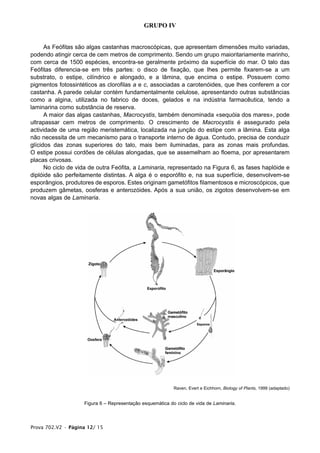 GRUPO IV


      As Feófitas são algas castanhas macroscópicas, que apresentam dimensões muito variadas,
podendo atingir cerca de cem metros de comprimento. Sendo um grupo maioritariamente marinho,
com cerca de 1500 espécies, encontra-se geralmente próximo da superfície do mar. O talo das
Feófitas diferencia-se em três partes: o disco de fixação, que lhes permite fixarem-se a um
substrato, o estipe, cilíndrico e alongado, e a lâmina, que encima o estipe. Possuem como
pigmentos fotossintéticos as clorofilas a e c, associadas a carotenóides, que lhes conferem a cor
castanha. A parede celular contém fundamentalmente celulose, apresentando outras substâncias
como a algina, utilizada no fabrico de doces, gelados e na indústria farmacêutica, tendo a
laminarina como substância de reserva.
      A maior das algas castanhas, Macrocystis, também denominada «sequóia dos mares», pode
ultrapassar cem metros de comprimento. O crescimento de Macrocystis é assegurado pela
actividade de uma região meristemática, localizada na junção do estipe com a lâmina. Esta alga
não necessita de um mecanismo para o transporte interno de água. Contudo, precisa de conduzir
glícidos das zonas superiores do talo, mais bem iluminadas, para as zonas mais profundas.
O estipe possui cordões de células alongadas, que se assemelham ao floema, por apresentarem
placas crivosas.
      No ciclo de vida de outra Feófita, a Laminaria, representado na Figura 6, as fases haplóide e
diplóide são perfeitamente distintas. A alga é o esporófito e, na sua superfície, desenvolvem-se
esporângios, produtores de esporos. Estes originam gametófitos filamentosos e microscópicos, que
produzem gâmetas, oosferas e anterozóides. Após a sua união, os zigotos desenvolvem-se em
novas algas de Laminaria.




                                                           Raven, Evert e Eichhorn, Biology of Plants, 1999 (adaptado)


                    Figura 6 – Representação esquemática do ciclo de vida de Laminaria.



Prova 702.V2 • Página 12/ 15
 