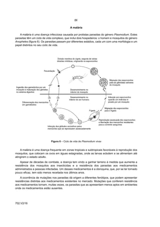 IV

                                             A malária

    A malária é uma doença infecciosa causada por protistas parasitas do género Plasmodium. Estes
parasitas têm um ciclo de vida complexo, que inclui dois hospedeiros: o homem e mosquitos do género
Anopheles (figura 6). Os parasitas passam por diferentes estádios, cada um com uma morfologia e um
papel distintos no seu ciclo de vida.




                             Figura 6 – Ciclo de vida de Plasmodium vivax


    A malária é uma doença frequente em zonas tropicais e subtropicais favoráveis à reprodução dos
mosquitos, que colocam os ovos em águas estagnadas, onde as larvas eclodem e se alimentam até
atingirem o estado adulto.
    Apesar de décadas de combate, a doença tem vindo a ganhar terreno à medida que aumenta a
resistência dos mosquitos aos insecticidas e a resistência dos parasitas aos medicamentos
administrados a pessoas infectadas. Um desses medicamentos é a cloroquina, que, por se ter tornado
pouco eficaz, tem sido menos receitada nos últimos anos.
    A ocorrência de mutações nos parasitas dá origem a diferentes fenótipos, que podem apresentar
resistências distintas aos medicamentos existentes no mercado. Mutações que conferem resistência
aos medicamentos tornam, muitas vezes, os parasitas que as apresentam menos aptos em ambientes
onde os medicamentos estão ausentes.




702.V2/16
 