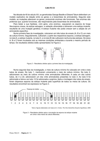 GRUPO II


     Na década de 40 do século XX, os geneticistas George Beadle e Edward Tatum defendiam um
modelo explicativo da relação entre os genes e a biossíntese de aminoácidos. Segundo este
modelo, as mutações alteravam os genes, produzindo enzimas não funcionais. Tais enzimas são
proteínas que, quando funcionais, são responsáveis pela biossíntese de aminoácidos.
     Para testar a sua hipótese, «Um gene, uma enzima», expuseram os esporos do fungo
Neurospora crassa, da estirpe selvagem, a radiação ultravioleta e obtiveram uma estirpe mutante,
resultante de uma mutação genética. A estirpe mutante não podia crescer sem a adição de um
aminoácido específico.
     Numa primeira fase da investigação, colocaram em três tubos de ensaio (A, B e C) um meio
de cultura mínimo. Seguidamente, cultivaram, a partir dos respectivos esporos, a estirpe selvagem,
no tubo A, a estirpe mutante, no tubo C, e no tubo B não cultivaram nenhuma das estirpes. Os tubos
A, B e C foram incubados sob as mesmas condições ambientais e durante o mesmo período de
tempo. Os resultados obtidos estão apresentados na Figura 2.




                     Figura 2 – Resultados obtidos após a primeira fase da investigação.



     Numa segunda fase da investigação, o meio de cultura mínimo foi colocado em vinte e dois
tubos de ensaio. No tubo 1, mantiveram unicamente o meio de cultura mínimo. No tubo 2,
adicionaram ao meio de cultura mínimo vinte aminoácidos diferentes. A cada um dos outros
tubos, de 3 a 22, adicionaram um dos vinte aminoácidos presentes no tubo 2. Ao tubo 6 foi
adicionada a lisina e ao tubo 12 foi adicionada a arginina. Após a montagem dos tubos de ensaio,
foram dispersos esporos da estirpe mutante pela superfície de todos os meios de cultura. Os
resultados encontram-se expressos na Figura 3.




                              Texto e figuras elaborados com base em C. Evers, The One Gene/One Enzyme Hypothesis, 2009


                Figura 3 – Resultados obtidos após a inoculação de esporos da estirpe mutante
                           em vinte e dois meios de cultura diferentes.




Prova 702.V1 • Página 4/ 15
 