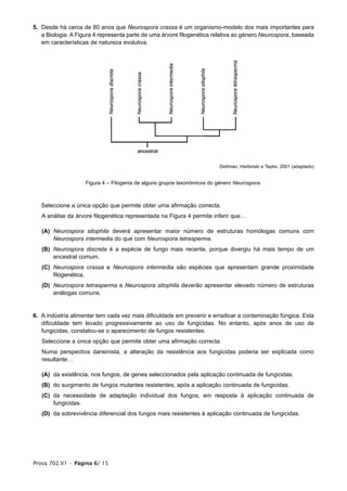 5. Desde há cerca de 80 anos que Neurospora crassa é um organismo-modelo dos mais importantes para
   a Biologia. A Figura 4 representa parte de uma árvore filogenética relativa ao género Neurospora, baseada
   em características de natureza evolutiva.




                                                                          Dettman, Harbinski e Taylor, 2001 (adaptado)


                    Figura 4 – Filogenia de alguns grupos taxonómicos do género Neurospora.



4. Seleccione a única opção que permite obter uma afirmação correcta.
   A análise da árvore filogenética representada na Figura 4 permite inferir que…

   (A) Neurospora sitophila deverá apresentar maior número de estruturas homólogas comuns com
       Neurospora intermedia do que com Neurospora tetrasperma.
   (B) Neurospora discreta é a espécie de fungo mais recente, porque divergiu há mais tempo de um
       ancestral comum.
   (C) Neurospora crassa e Neurospora intermedia são espécies que apresentam grande proximidade
       filogenética.
   (D) Neurospora tetrasperma e Neurospora sitophila deverão apresentar elevado número de estruturas
       análogas comuns.


6. A indústria alimentar tem cada vez mais dificuldade em prevenir e erradicar a contaminação fúngica. Esta
   dificuldade tem levado progressivamente ao uso de fungicidas. No entanto, após anos de uso de
   fungicidas, constatou-se o aparecimento de fungos resistentes.
   Seleccione a única opção que permite obter uma afirmação correcta.
   Numa perspectiva darwinista, a alteração da resistência aos fungicidas poderia ser explicada como
   resultante…

   (A) da existência, nos fungos, de genes seleccionados pela aplicação continuada de fungicidas.
   (B) do surgimento de fungos mutantes resistentes, após a aplicação continuada de fungicidas.
   (C) da necessidade de adaptação individual dos fungos, em resposta à aplicação continuada de
       fungicidas.
   (D) da sobrevivência diferencial dos fungos mais resistentes à aplicação continuada de fungicidas.




Prova 702.V1 • Página 6/ 15
 