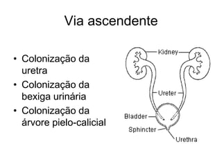 Via ascendente

• Colonização da
  uretra
• Colonização da
  bexiga urinária
• Colonização da
  árvore pielo-calicial
 