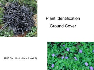 Plant Identification Ground Cover RHS Cert Horticulture (Level 2) 