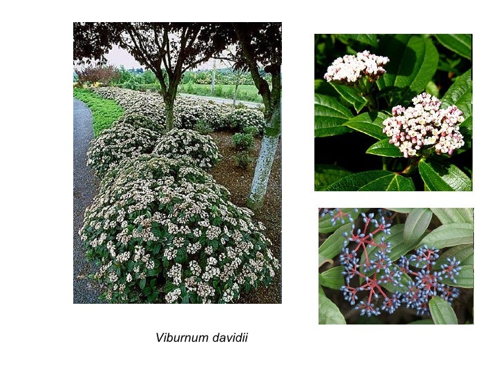 Téléchargement gratuit Images Top Five Viburnum Davidii Rhs le plus cool