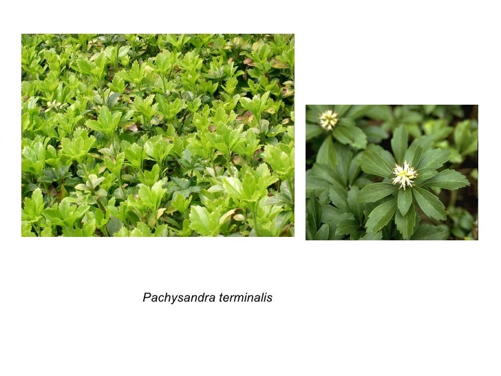 Rhs 2 Plant Idents Ground Cover