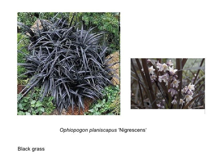 Rhs 2 Plant Idents Ground Cover