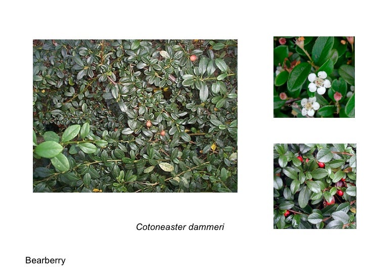 Rhs 2 Plant Idents Ground Cover