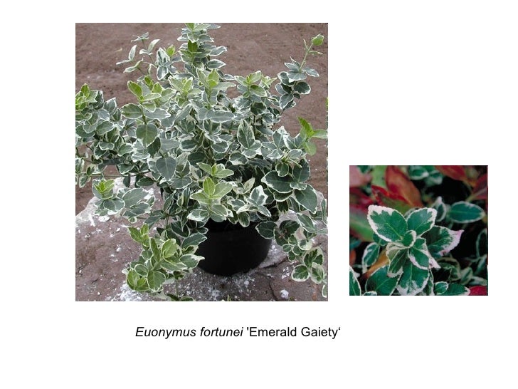 Rhs 2 Plant Idents Ground Cover