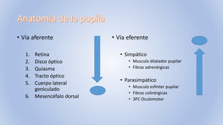 • Vía aferente
1. Retina
2. Disco óptico
3. Quiasma
4. Tracto óptico
5. Cuerpo lateral
geniculado
6. Mesencéfalo dorsal
• Vía eferente
• Simpático
• Musculo dilatador pupilar
• Fibras adrenérgicas
• Parasimpático
• Musculo esfínter pupilar
• Fibras colinérgicas
• 3PC Oculomotor
 
