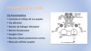 Vía Parasimpática
• Controla el reflejo de luz pupilar
• Vía aferente
• Núcleo de Edinger-Westphal
• Nervio Oculomotor
• Ganglio Ciliar
• Nervios ciliares posteriores cortos
• Musculo esfínter pupilar
 