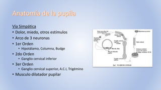 Vía Simpática
• Dolor, miedo, otros estímulos
• Arco de 3 neuronas
• 1er Orden
• Hipotálamo, Columna, Budge
• 2do Orden
• Ganglio cervical inferior
• 3er Orden
• Ganglio cervical superior, A.C.I, Trigémino
• Musculo dilatador pupilar
 