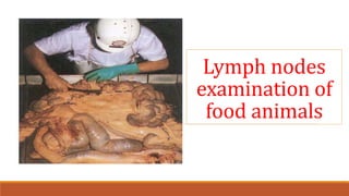 Lymph nodes
examination of
food animals
 