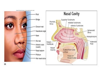examination-of-nose (1).pptx is helpful for ENT | PPTX