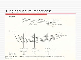Lung and Pleural reflections:
 