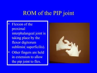 Pip Rom Examination Of The Hand & Wrist | PPT